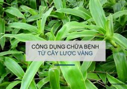 Cây lược vàng - Thần dược chữa bách bệnh